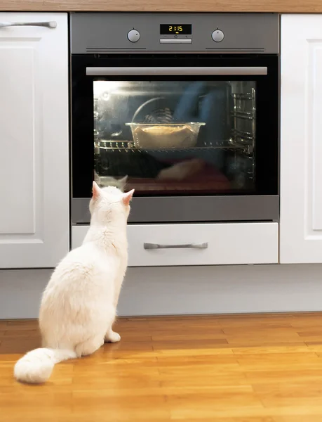 Biały kot obserwuje żywność w piecu. — Zdjęcie stockowe
