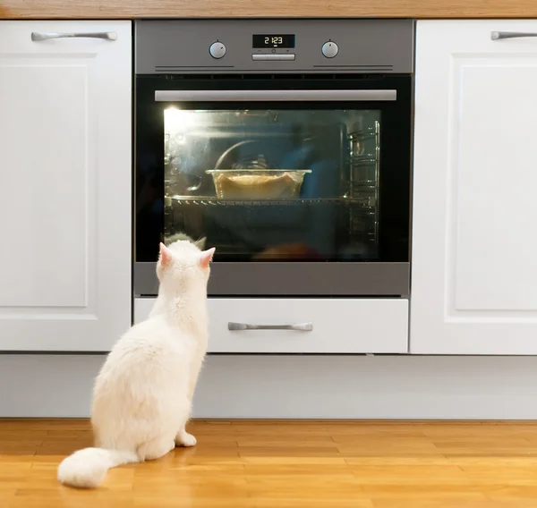 Weiße Katze beobachtet Futter im Ofen. — Stockfoto