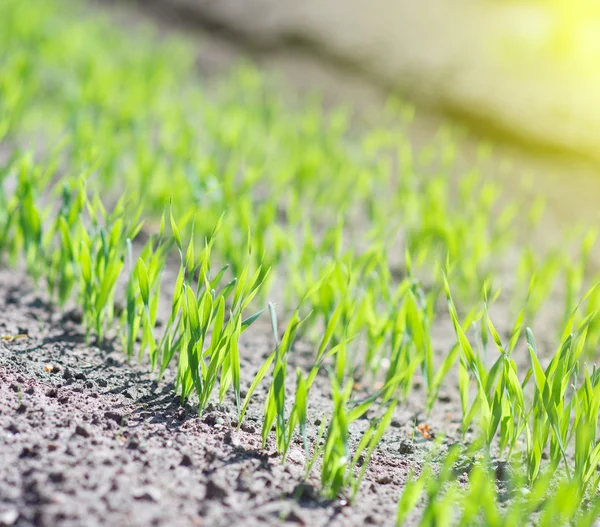 Young green seedlings in the garden. — Stock Photo, Image