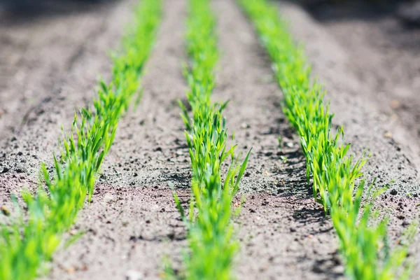 Jeunes plants verts dans le jardin . — Photo