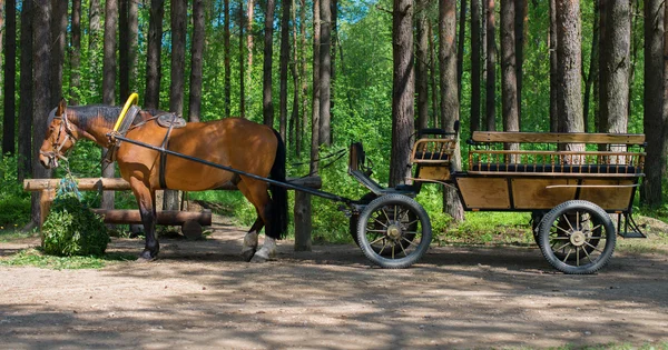 Cavalo castanho com carrinho na floresta . — Fotografia de Stock