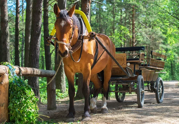 Bruin paard met wagen in het bos. — Stockfoto