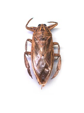 Beyaz arka plan üzerinde izole Hemiptera ya da doğru hata.