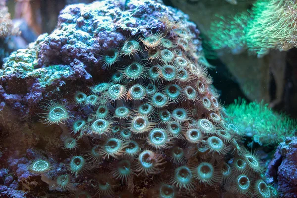 Corales en las profundidades del mar . — Foto de Stock