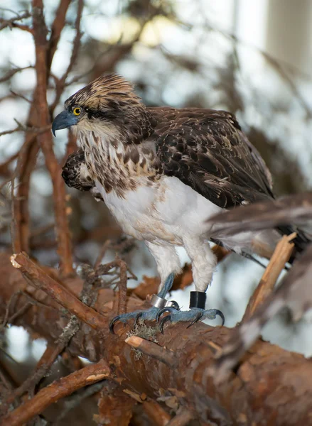 Hawk sitting on a branch. — Stock Photo, Image