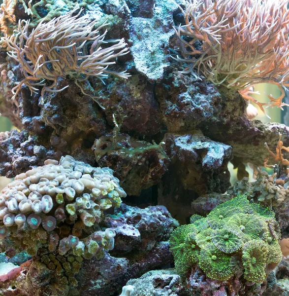 Korály v hlubinách moře. — Stock fotografie