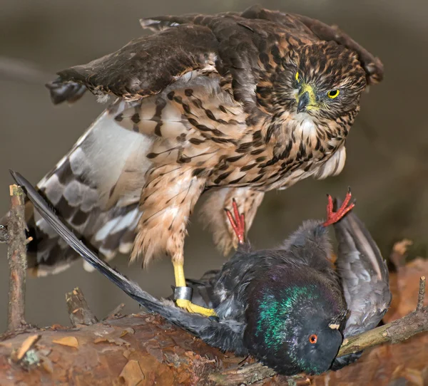 Hawk y su víctima en la rama . —  Fotos de Stock