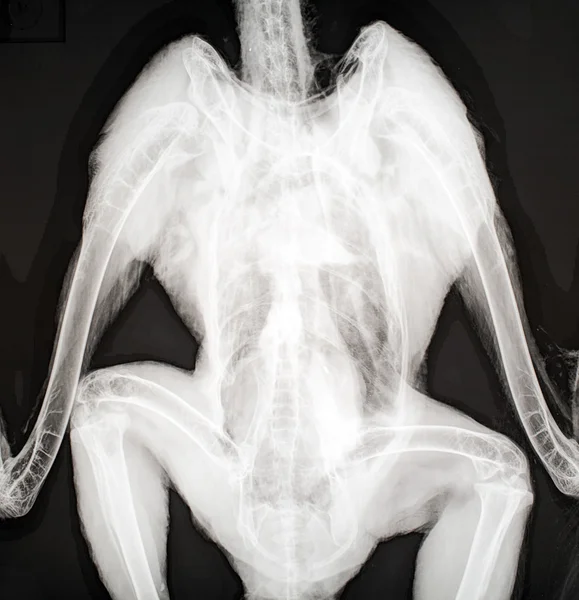 X-ray image of a bird. — Stock Photo, Image