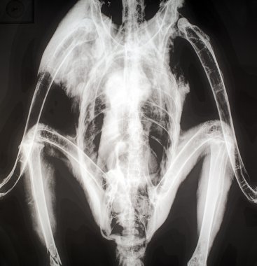 X-Ray görüntü bir kuş.