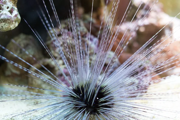 Seeigel in der Tiefe des Meeres. — Stockfoto