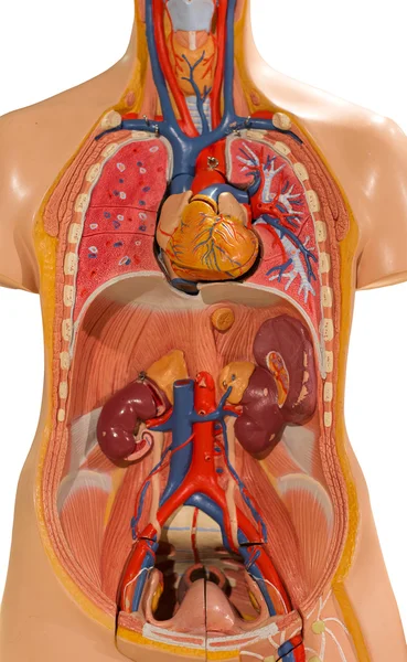 Modelo de cuerpo humano de plástico aislado sobre fondo blanco . —  Fotos de Stock