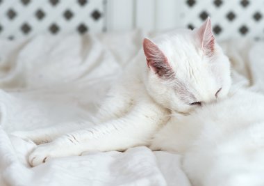 Beyaz kedi kendini yatağa yalama.