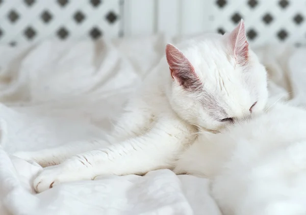 Witte kat likt zichzelf op het bed. — Stockfoto