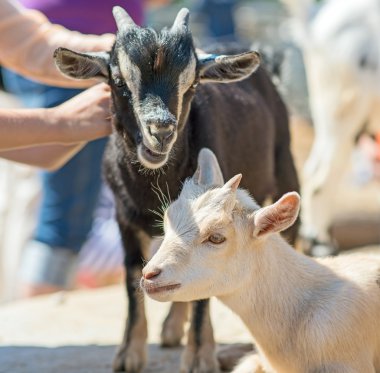 Çocuk Hayvanat Bahçesi keçi ile oynayanlar.