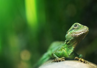 Çin su ejderha portresi. Physignathus cocincinus.