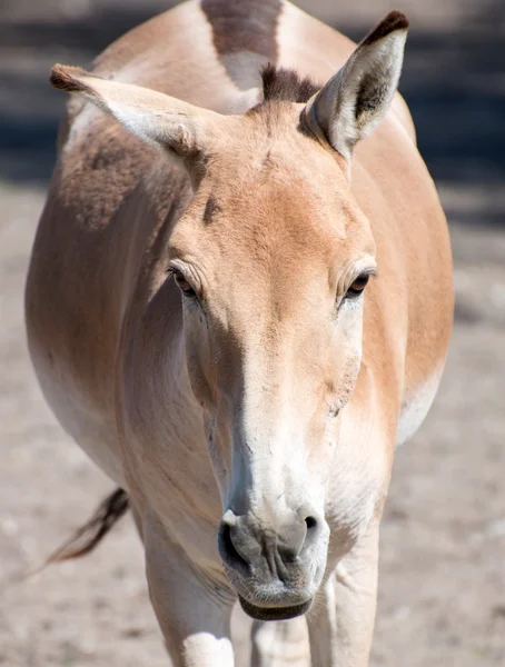 Het Przewalski Paard of vergrote weergave van het paard van Djungarie. — Stockfoto