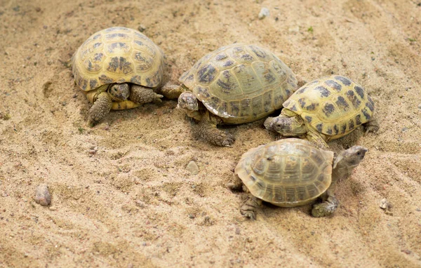 Riunione delle tartarughe sulla spiaggia di sabbia . — Foto Stock