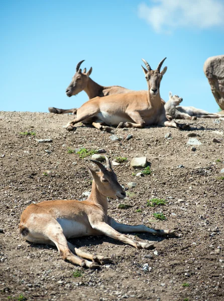 Bukhara urials resting in national park. — Stock Photo, Image