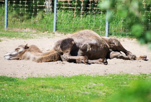 Camel, spanie w parku narodowym. — Zdjęcie stockowe