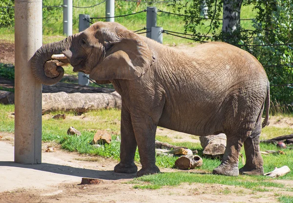 Słoń, grając z dziennika w national zoo. — Zdjęcie stockowe