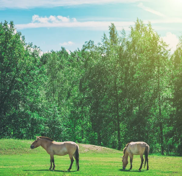 Przewalski's horses grazing in pasture. — Stock Photo, Image