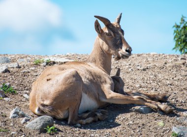 Ulusal Park'ta dinlenme buhara urial.