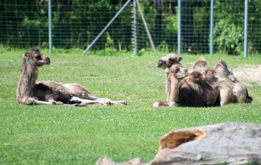 Üç deve Ulusal Park'ta dinlenme.