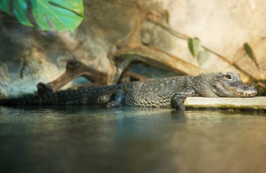 Gölet Ulusal Hayvanat Bahçesi yakınındaki dinlenme timsah.