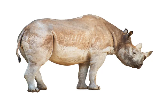 Nosorożec afrykański na białym tle. — Zdjęcie stockowe