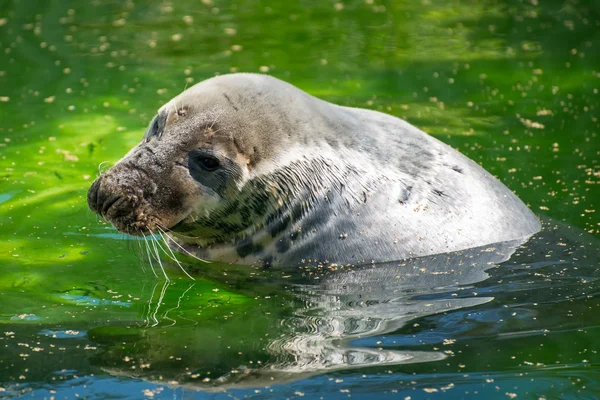 Pelliccia Seal nuotare nel parco nazionale . — Foto Stock