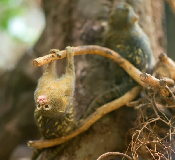 Pygmy marmoset fooling around the tree. — Stock Photo, Image