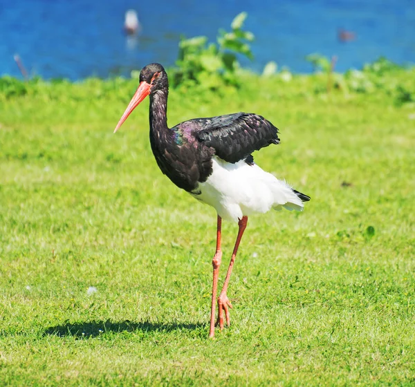 Zwarte ooievaar wandelen in het nationaal park. Ciconia nigra. — Stockfoto