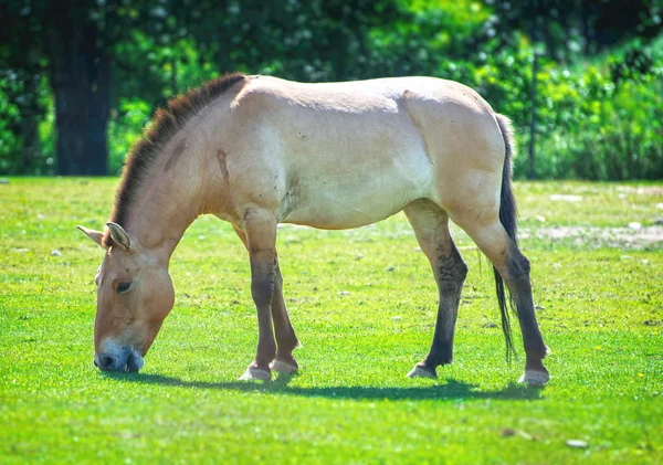 Koń Przewalskiego lub koń Dżungarska wypasu na pastwiskach. — Zdjęcie stockowe