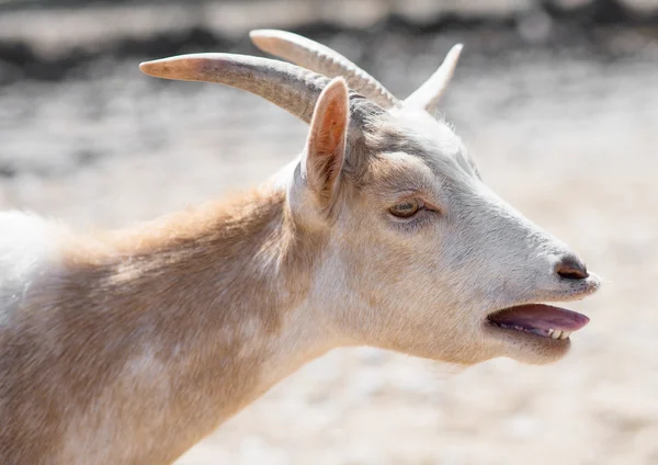 Close-up view of bleating goat. — Stock Photo, Image