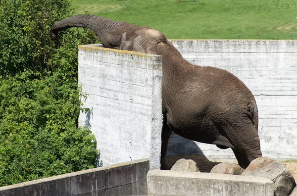 Słoń afrykański jedzenie pozostawia w national zoo. — Zdjęcie stockowe