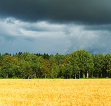 Fırtına bulutları önce yağmur ormanı.