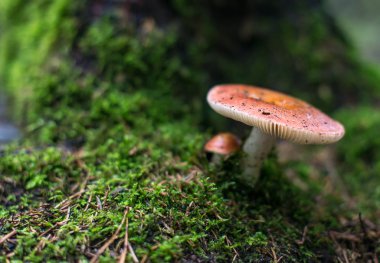 Yağmurdan sonra ormandaki kırmızı mantarı.