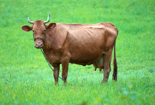 Ensam bull bete i en äng. — Stockfoto