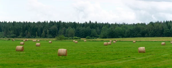 Green field with haystacks at summer. — Stock Photo, Image