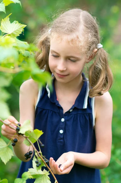 Hübsches kleines Mädchen sammelt Beeren vom Strauch. — Stockfoto