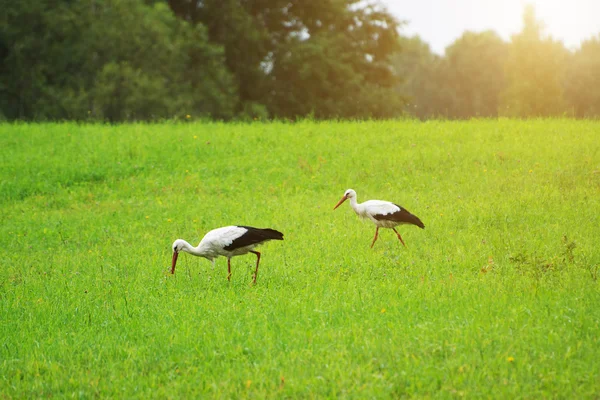 Duas cegonhas caminhando no campo verde . — Fotografia de Stock