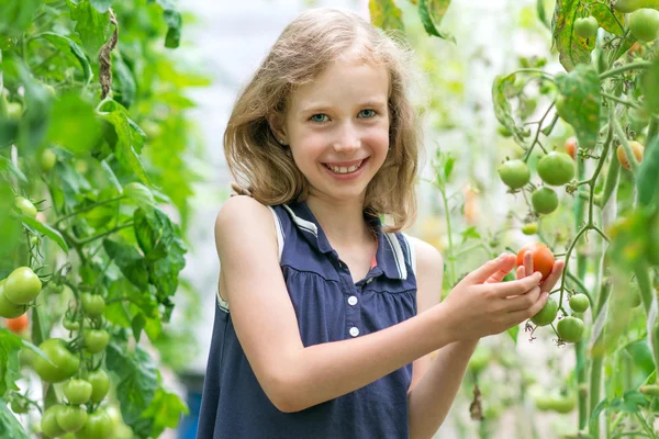 Söt liten tjej samlande tomater i växthus. — Stockfoto