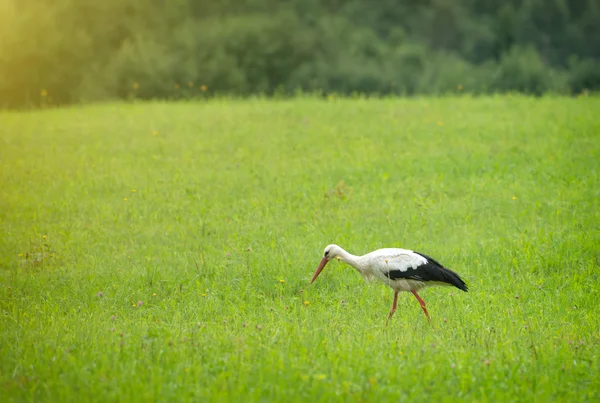 Stork promenader på det gröna fältet. — Stockfoto