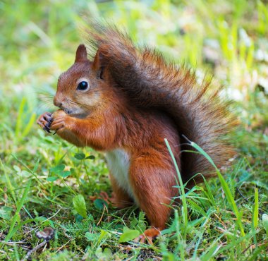 Kızıl sincap fındık yemek. Sciurus vulgaris.