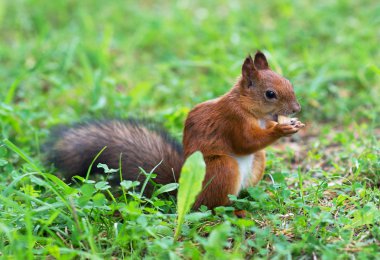 Kızıl sincap fındık yemek. Sciurus vulgaris.