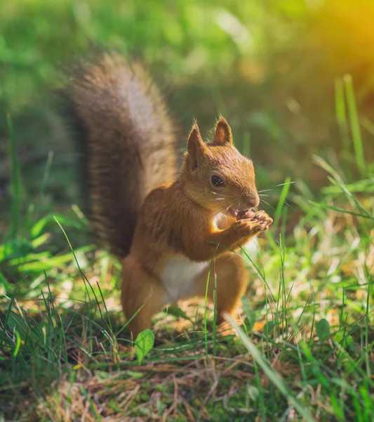 Красная белка ест фундук. Sciurus ulgaris . — стоковое фото