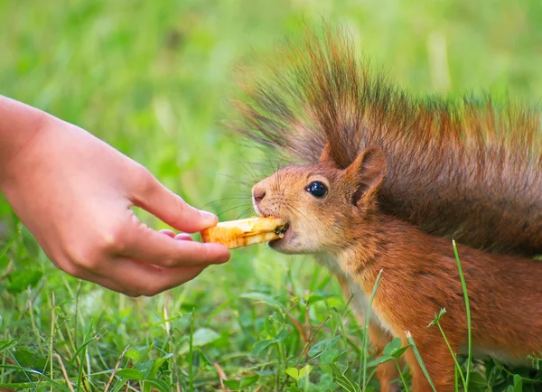 Rotes Eichhörnchen frisst Apfel. Sciurus vulgaris. — Stockfoto