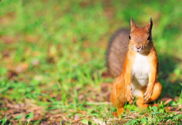 Esquilo vermelho na floresta. Sciurus vulgaris. Lugar para texto . — Fotografia de Stock