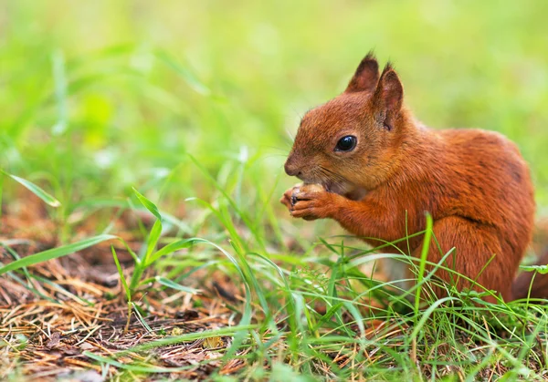 Κόκκινο σκίουρο, τρώγοντας φουντούκι. Sciurus vulgaris. Χώρο για το κείμενο. — Φωτογραφία Αρχείου