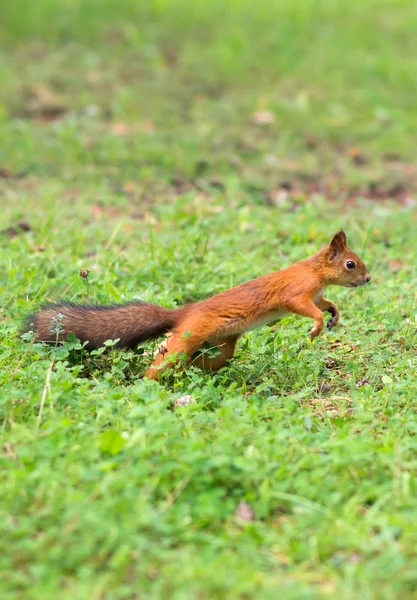 Esquilo vermelho a correr pela floresta. Sciurus vulgaris . — Fotografia de Stock